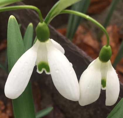 Galanthus 'Benton Magnet'